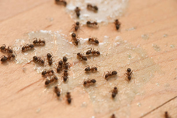 Best Ant Control Services  in Philomath, OR